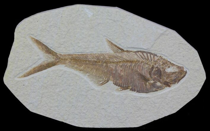 Detailed, Diplomystus Fossil Fish - Wyoming #63960